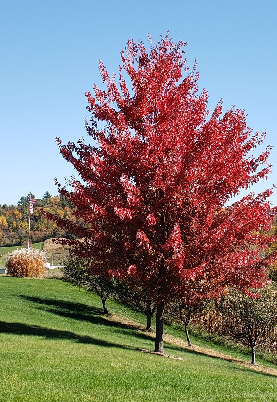 Red leaves